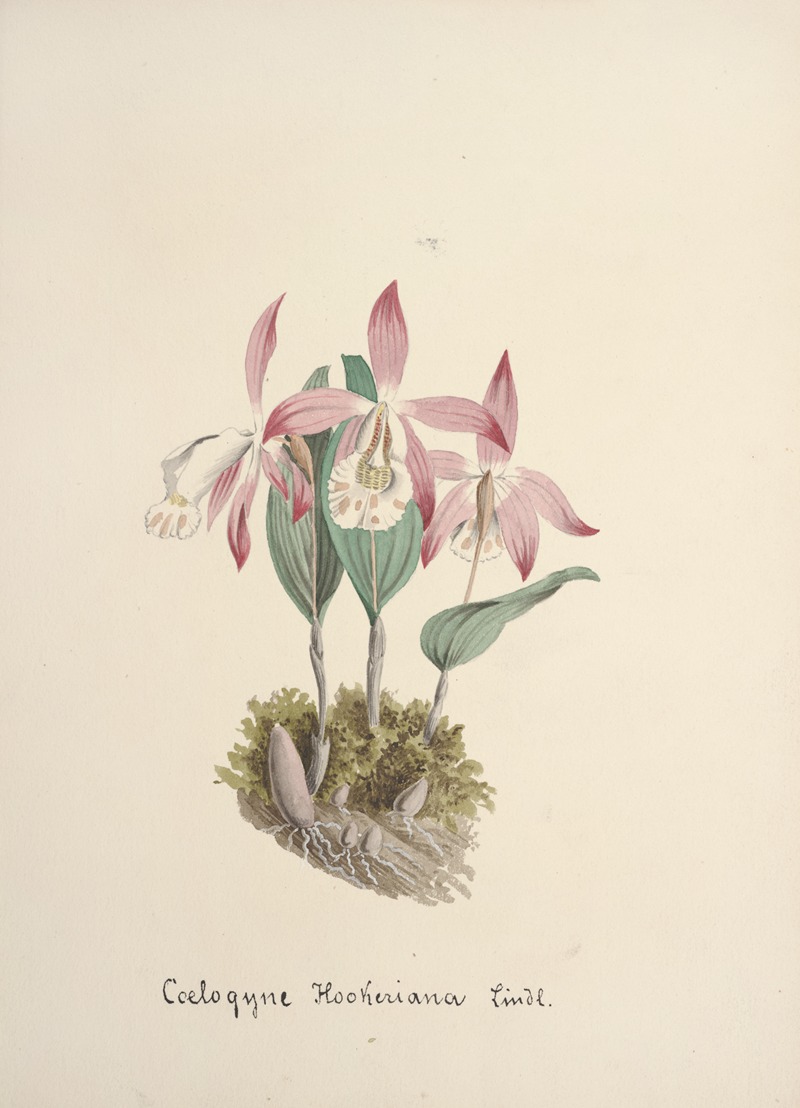 Collection d'orchidées Pl.97 by Anonymous — digital art print download