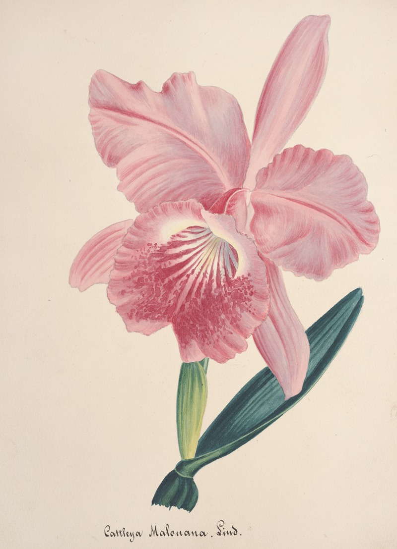 Collection d'orchidées Pl.98 by Anonymous — digital art print download