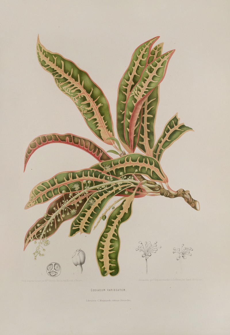 Fleurs, fruits et feuillages choisis de l'ille de Java Pl.01 by Berthe Hoola van Nooten, 1880 — digital art print download