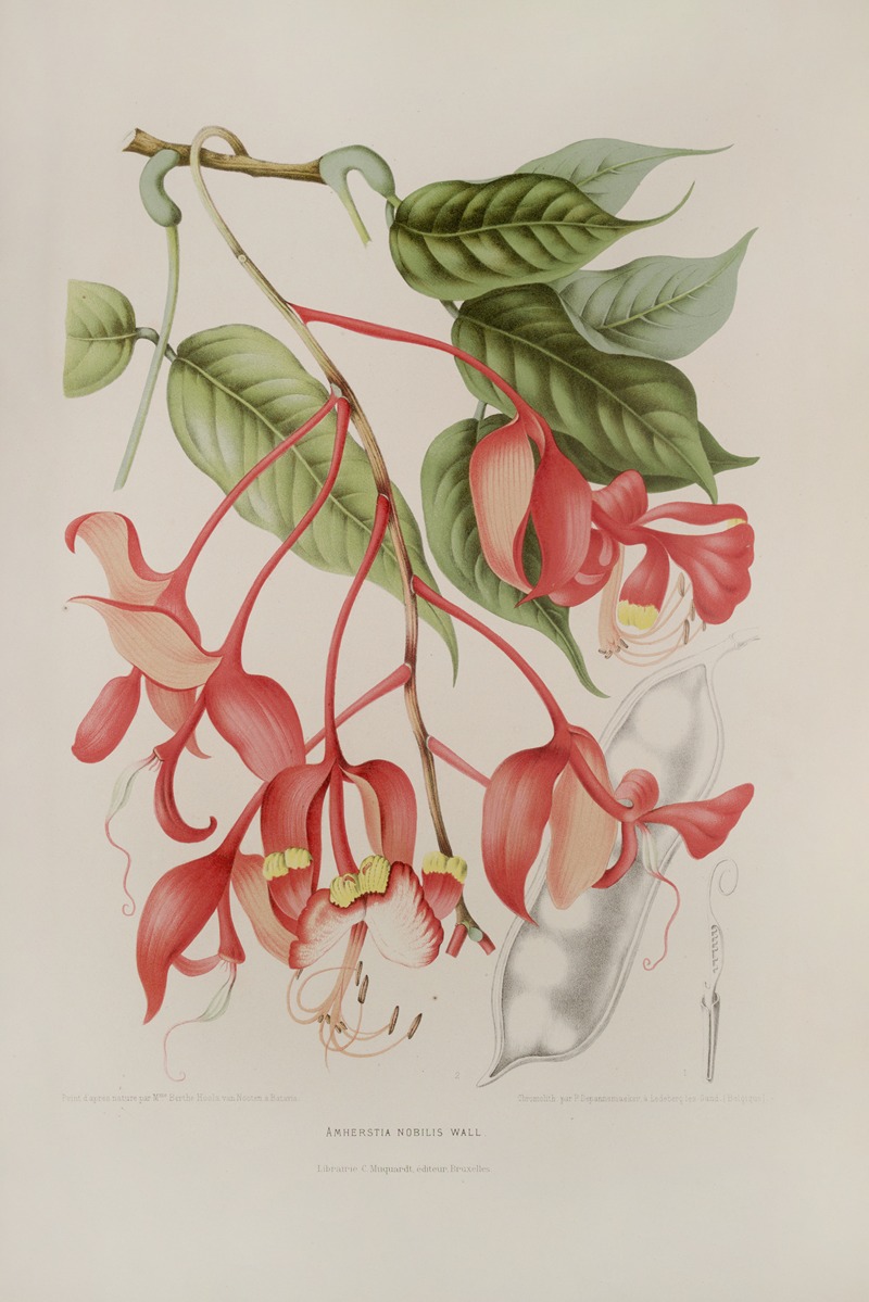 Fleurs, fruits et feuillages choisis de l'ille de Java Pl.02 by Berthe Hoola van Nooten, 1880 — digital art print download