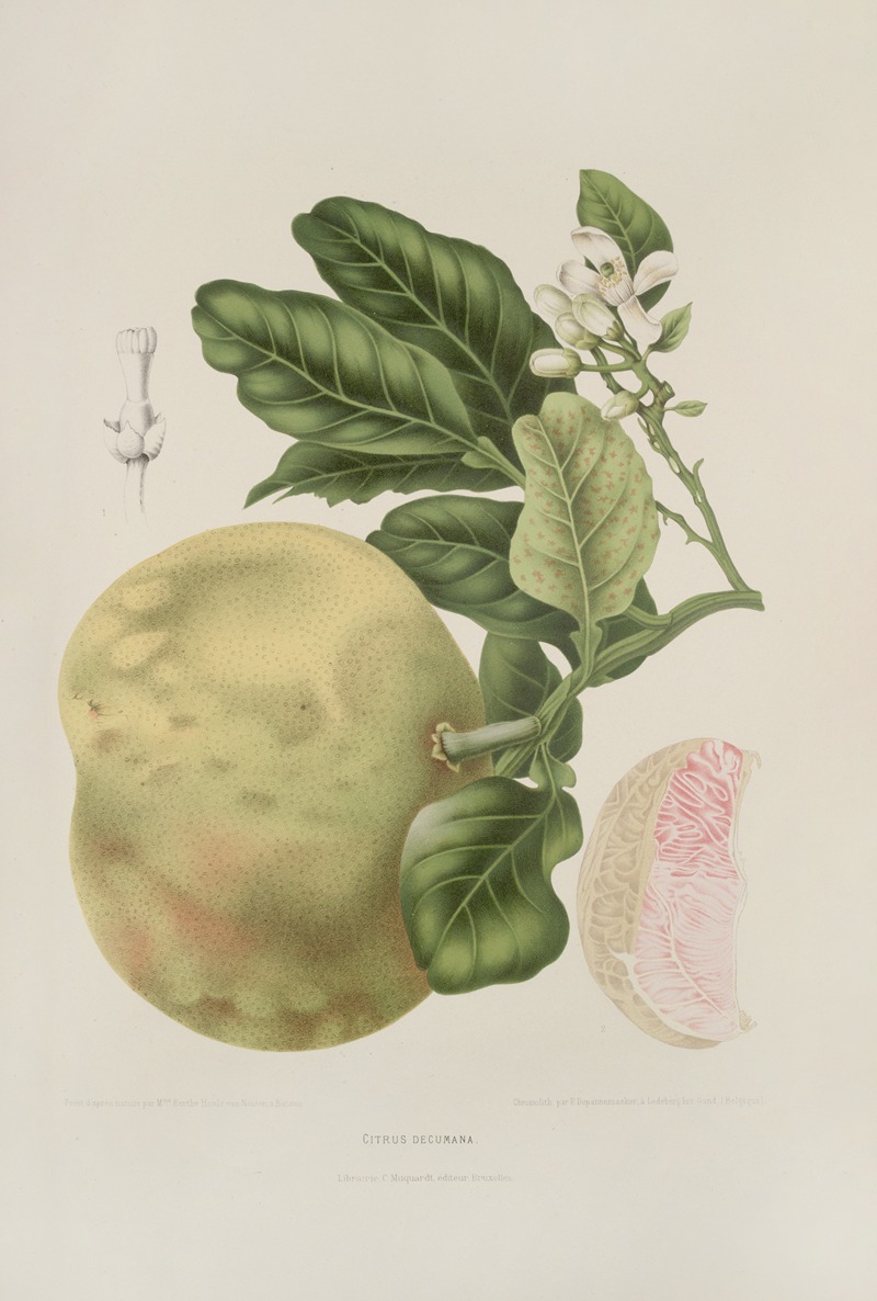 Fleurs, fruits et feuillages choisis de l'ille de Java Pl.03 by Berthe Hoola van Nooten, 1880 — digital art print download