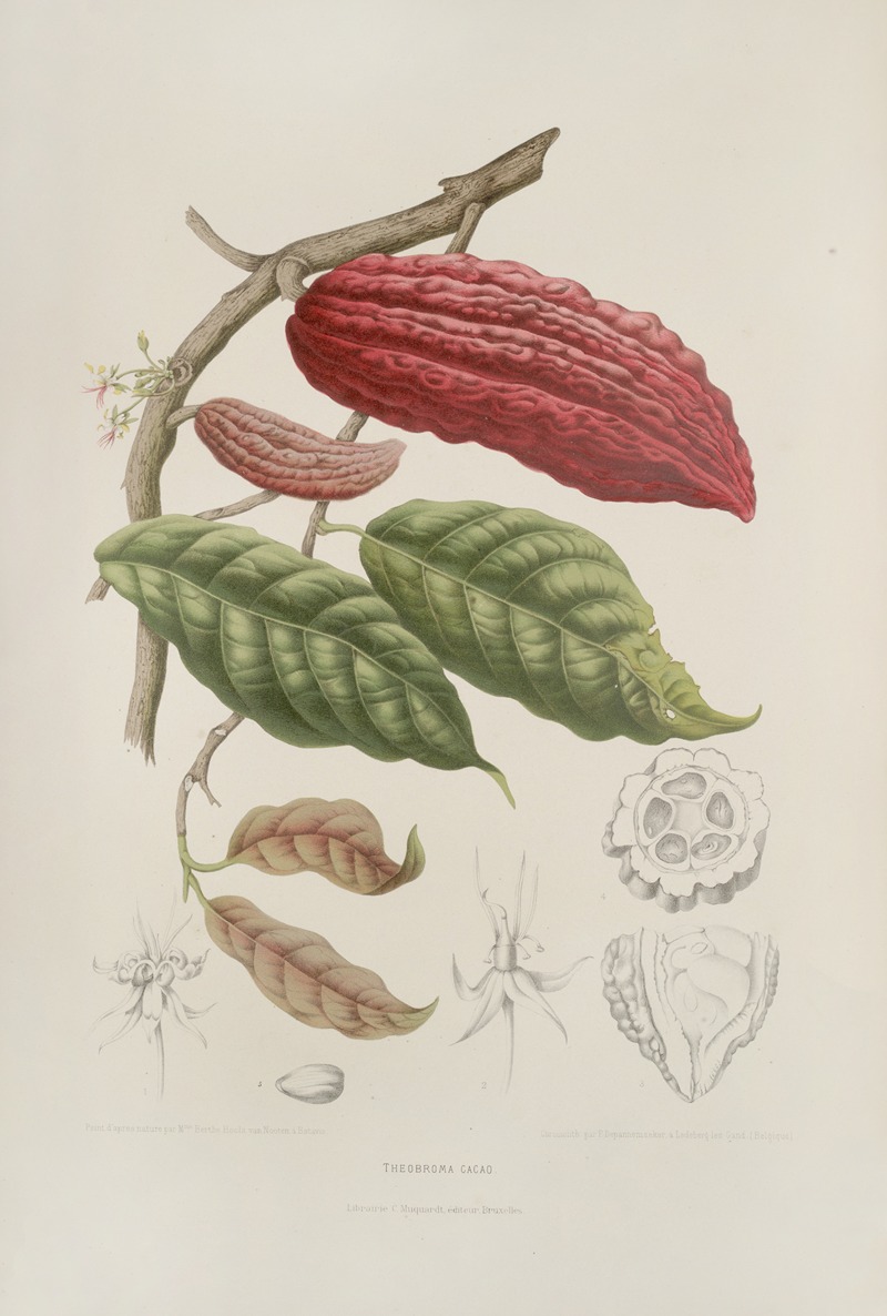 Fleurs, fruits et feuillages choisis de l'ille de Java Pl.04 by Berthe Hoola van Nooten, 1880 — digital art print download