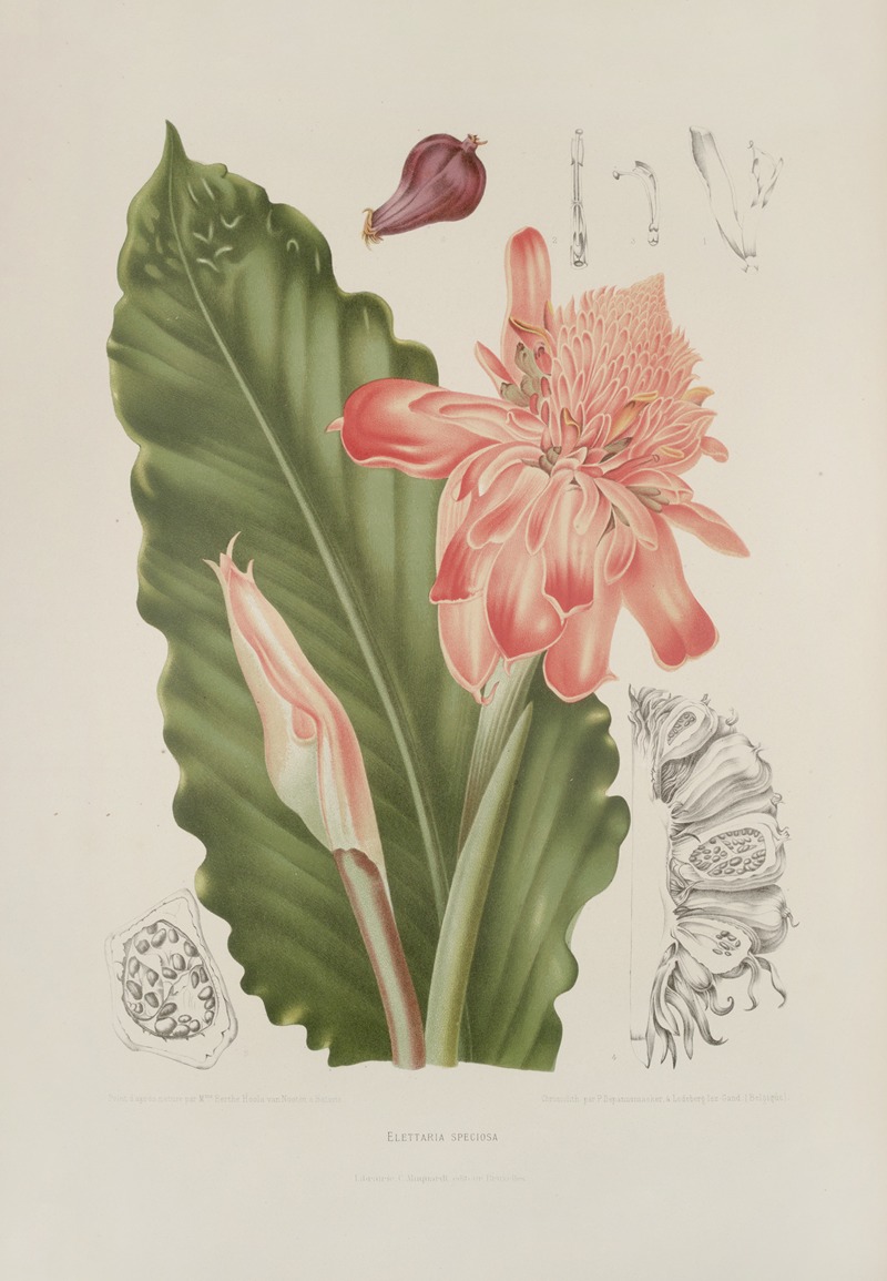 Fleurs, fruits et feuillages choisis de l'ille de Java Pl.06 by Berthe Hoola van Nooten, 1880 — digital art print download