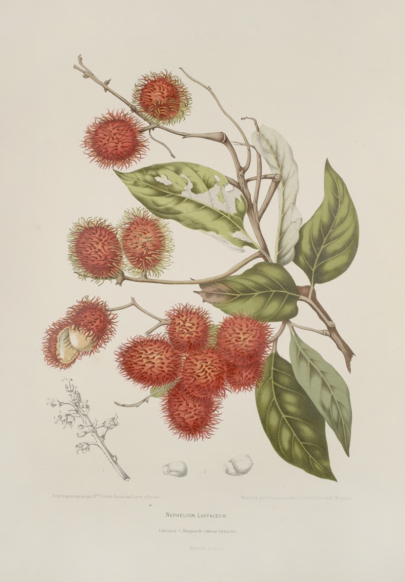 Fleurs, fruits et feuillages choisis de l'ille de Java Pl.07 by Berthe Hoola van Nooten, 1880 — digital art print download
