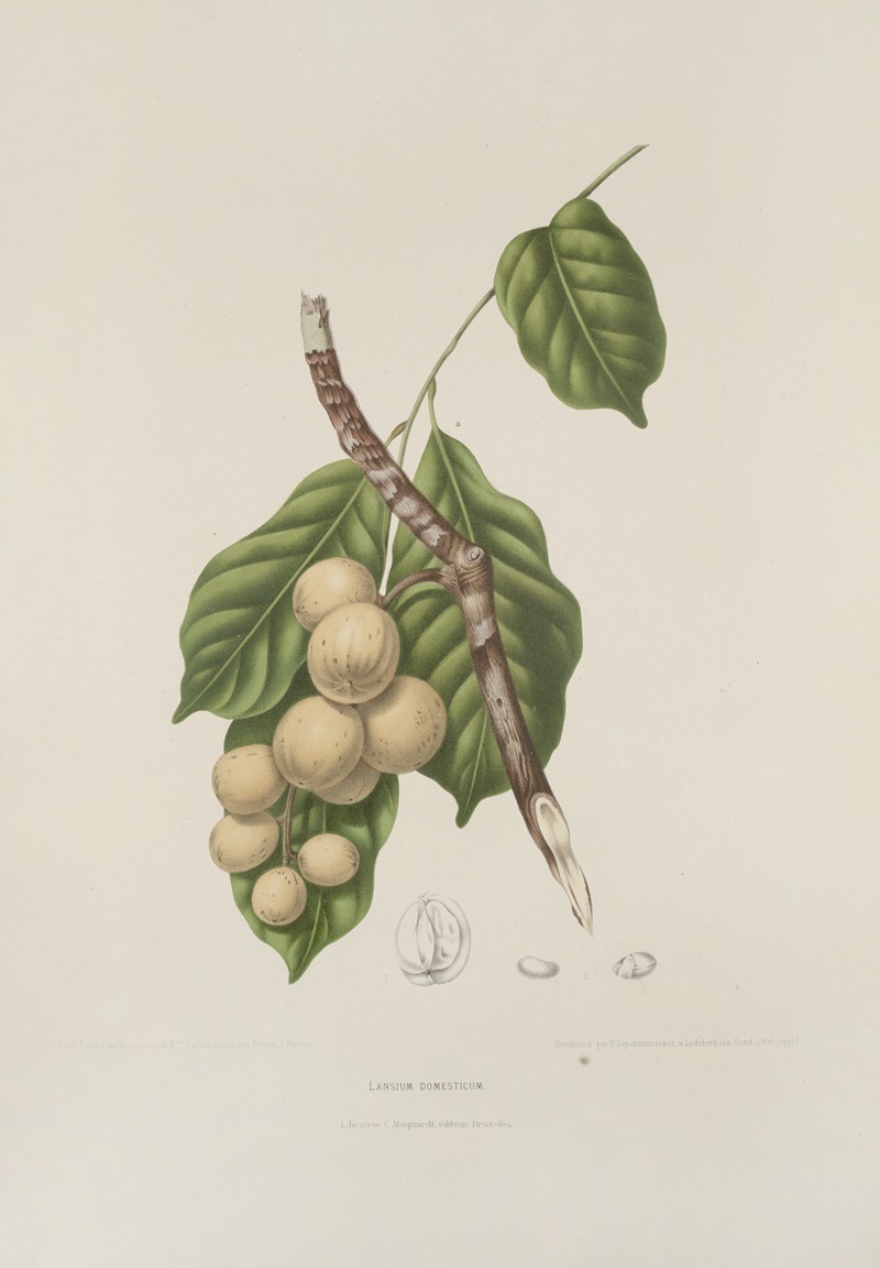 Fleurs, fruits et feuillages choisis de l'ille de Java Pl.08 by Berthe Hoola van Nooten, 1880 — digital art print download
