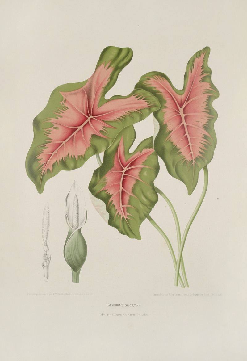 Fleurs, fruits et feuillages choisis de l'ille de Java Pl.09 by Berthe Hoola van Nooten, 1880 — digital art print download