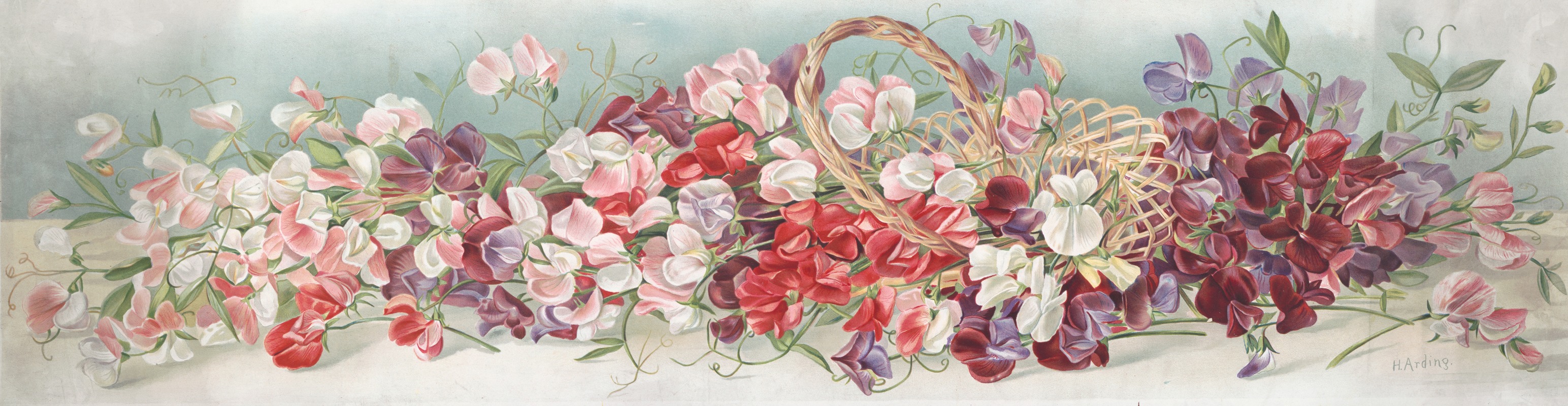 Yard of sweet peas — H. Arding