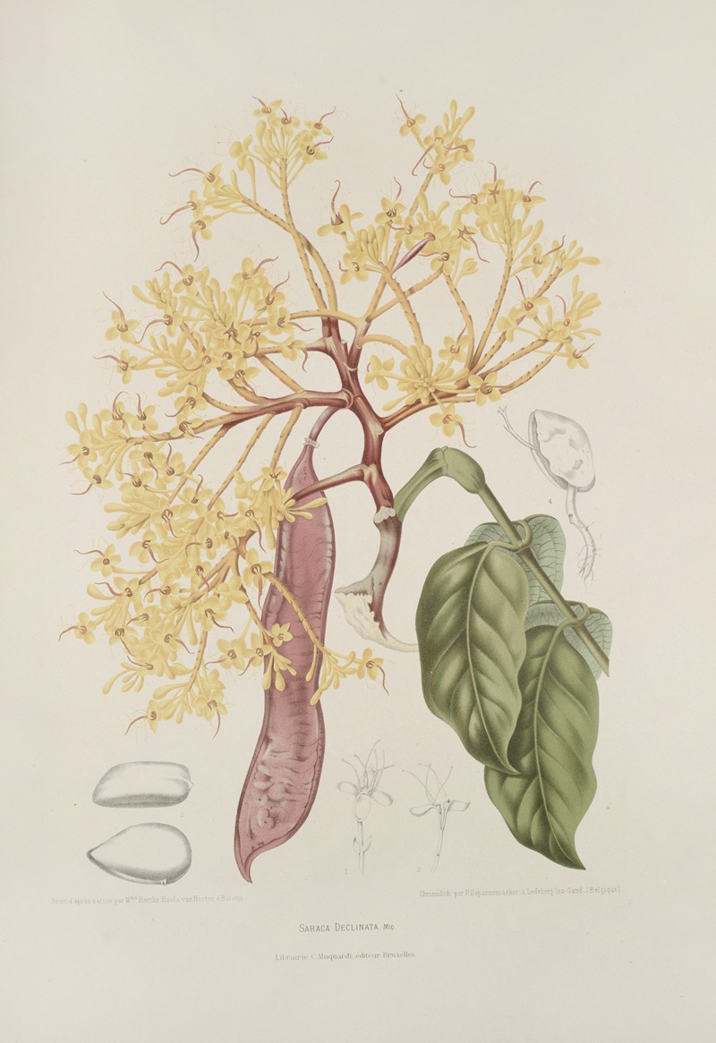 Fleurs, fruits et feuillages choisis de l'ille de Java Pl.10 by Berthe Hoola van Nooten, 1880 — digital art print download