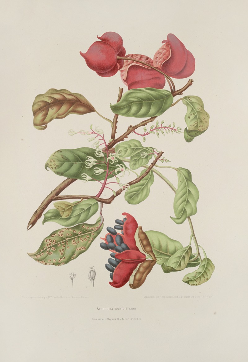 Fleurs, fruits et feuillages choisis de l'ille de Java Pl.11 by Berthe Hoola van Nooten, 1880 — digital art print download