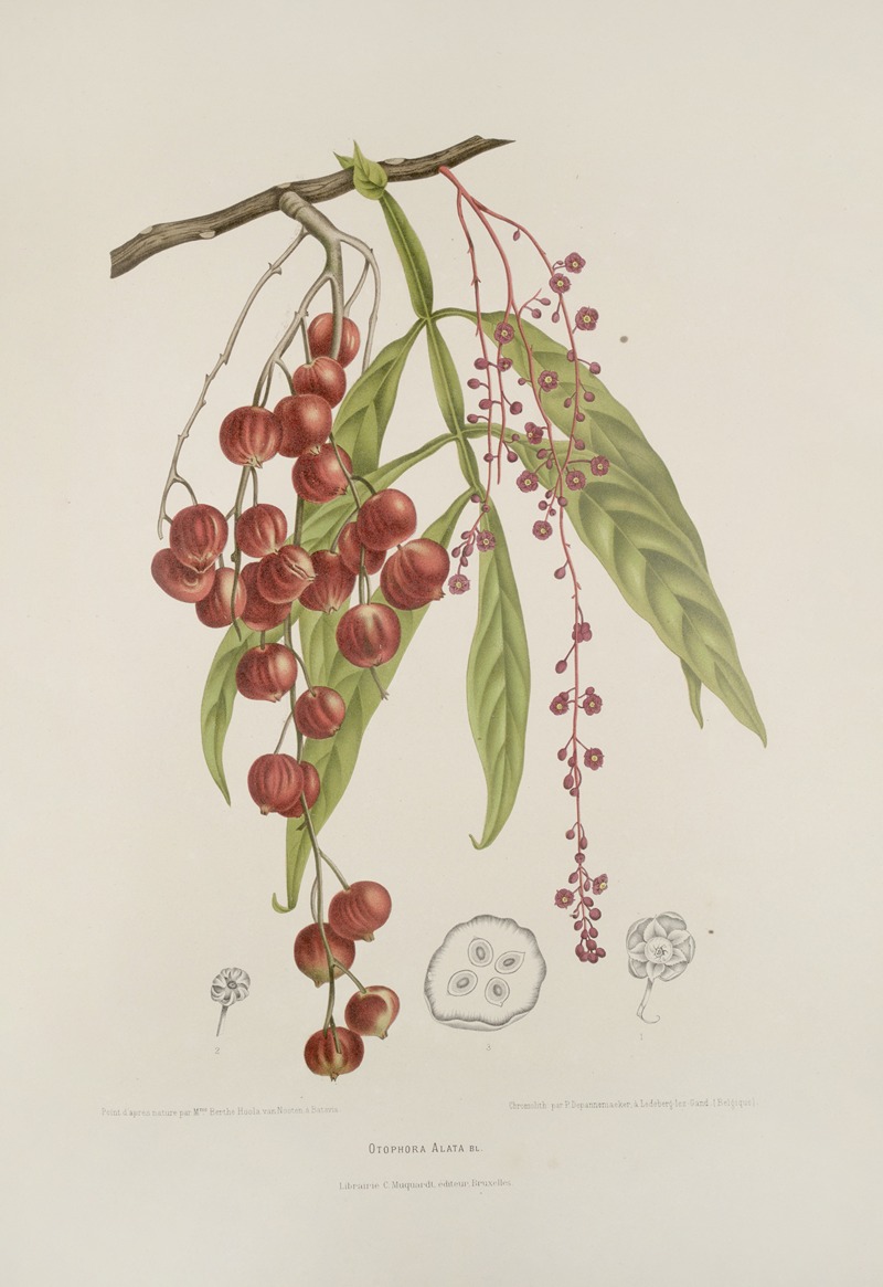 Fleurs, fruits et feuillages choisis de l'ille de Java Pl.12 by Berthe Hoola van Nooten, 1880 — digital art print download
