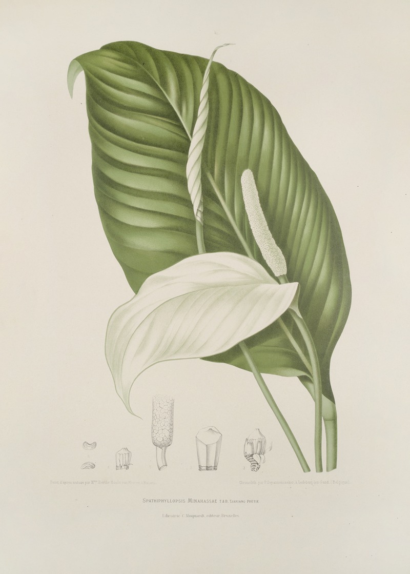 Fleurs, fruits et feuillages choisis de l'ille de Java Pl.14 by Berthe Hoola van Nooten, 1880 — digital art print download