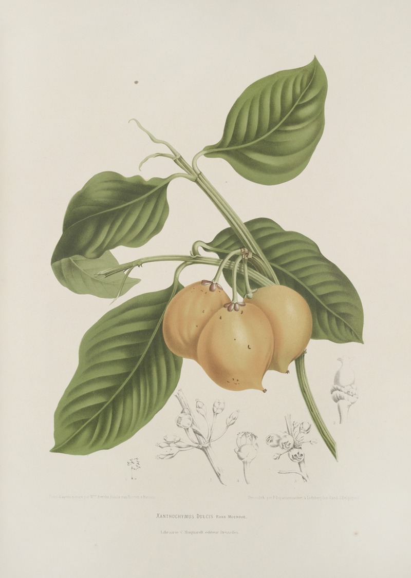 Fleurs, fruits et feuillages choisis de l'ille de Java Pl.15 by Berthe Hoola van Nooten, 1880 — digital art print download
