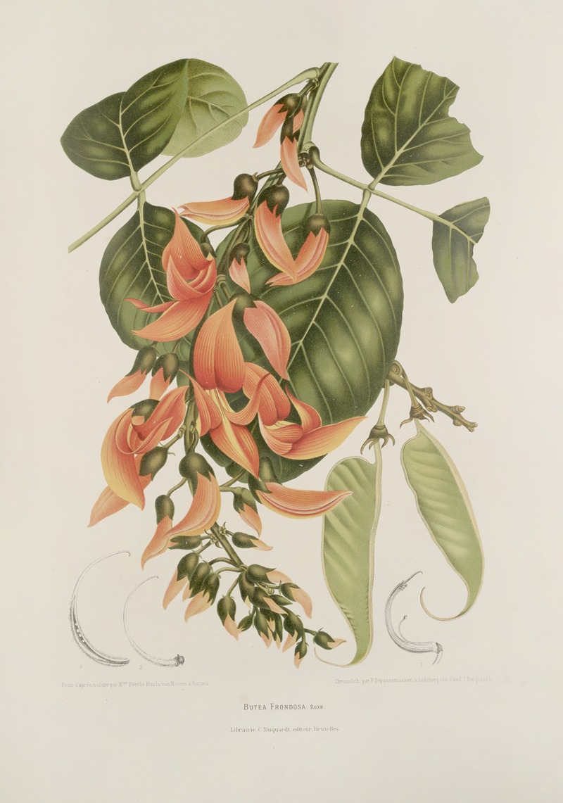 Fleurs, fruits et feuillages choisis de l'ille de Java Pl.18 by Berthe Hoola van Nooten, 1880 — digital art print download