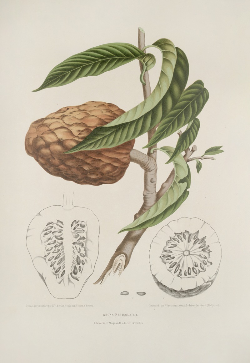 Fleurs, fruits et feuillages choisis de l'ille de Java Pl.20 by Berthe Hoola van Nooten, 1880 — digital art print download