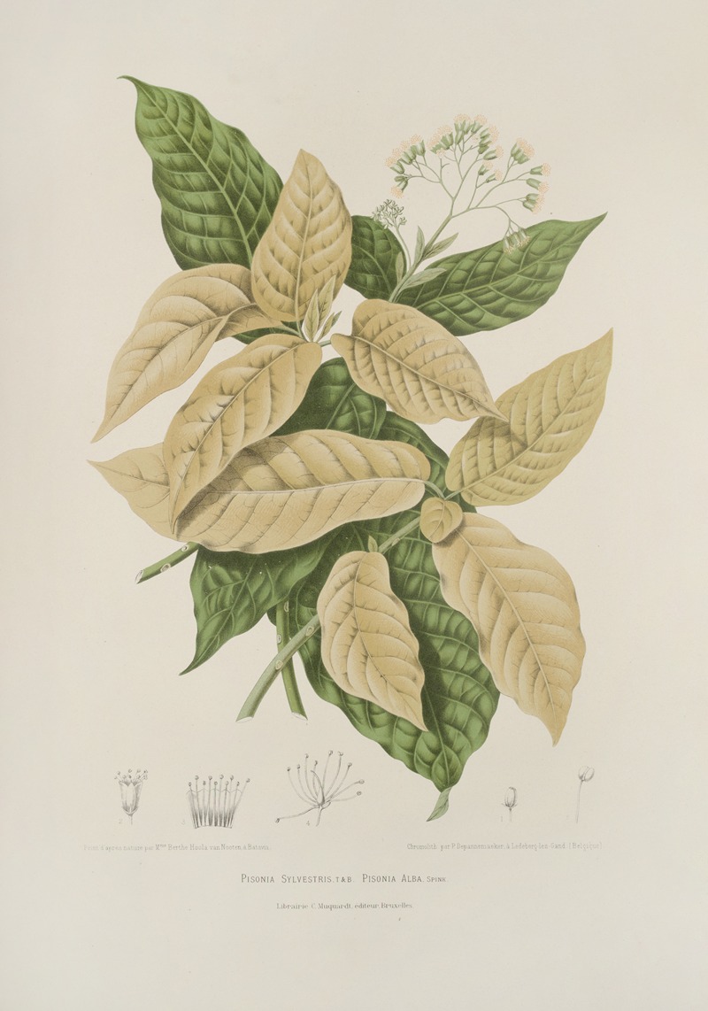 Fleurs, fruits et feuillages choisis de l'ille de Java Pl.21 by Berthe Hoola van Nooten, 1880 — digital art print download