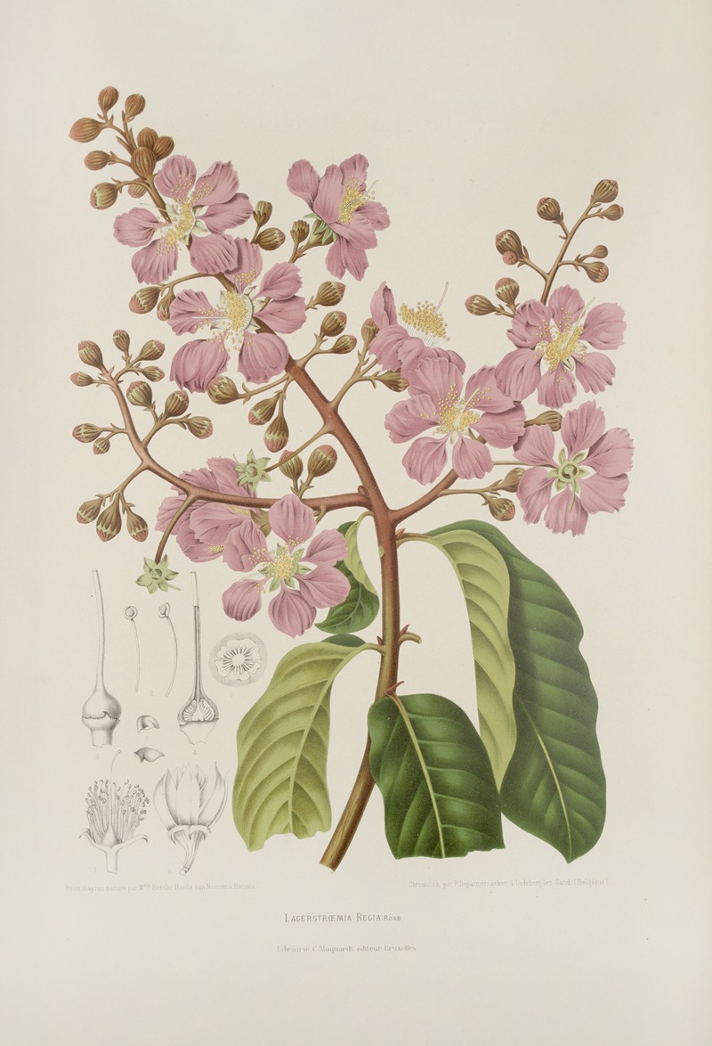 Fleurs, fruits et feuillages choisis de l'ille de Java Pl.22 by Berthe Hoola van Nooten, 1880 — digital art print download