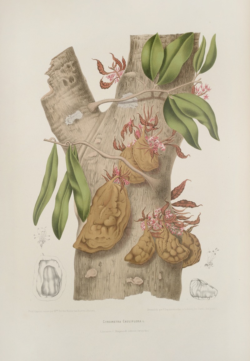 Fleurs, fruits et feuillages choisis de l'ille de Java Pl.24 by Berthe Hoola van Nooten, 1880 — digital art print download