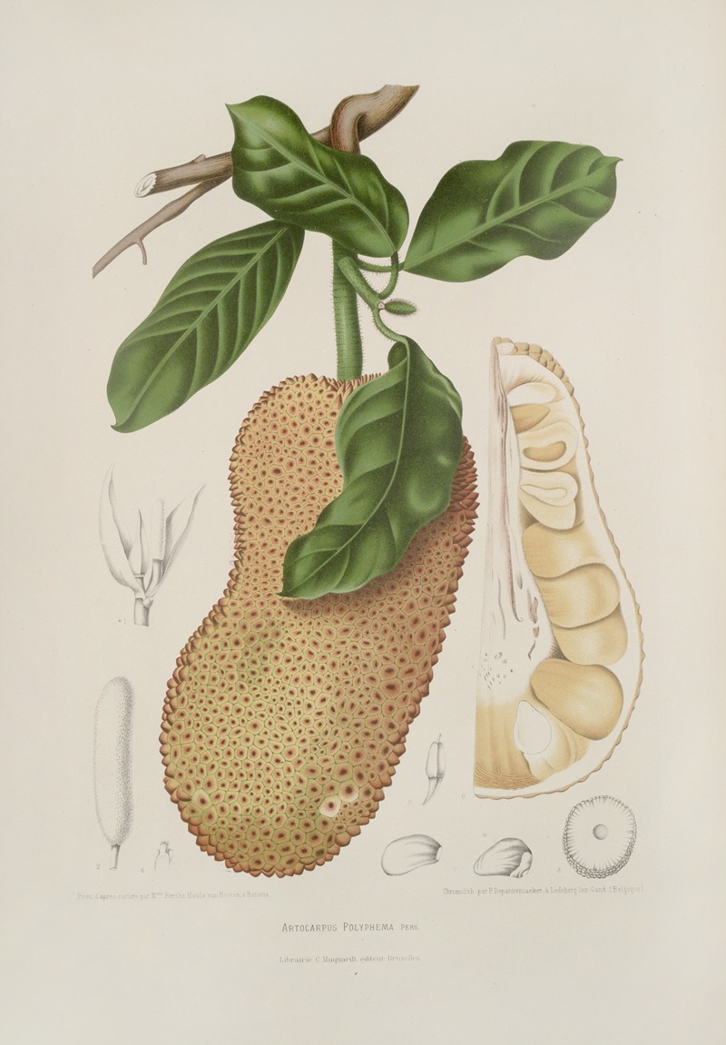 Fleurs, fruits et feuillages choisis de l'ille de Java Pl.26 by Berthe Hoola van Nooten, 1880 — digital art print download