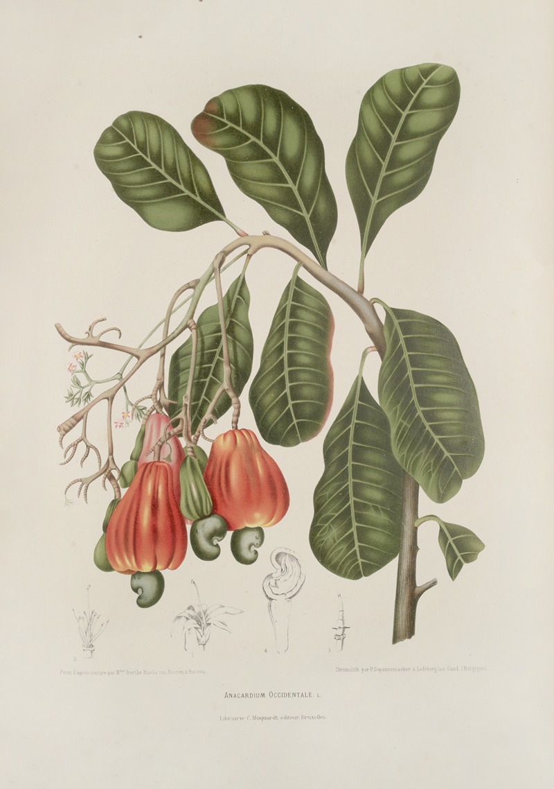 Fleurs, fruits et feuillages choisis de l'ille de Java Pl.27 by Berthe Hoola van Nooten, 1880 — digital art print download