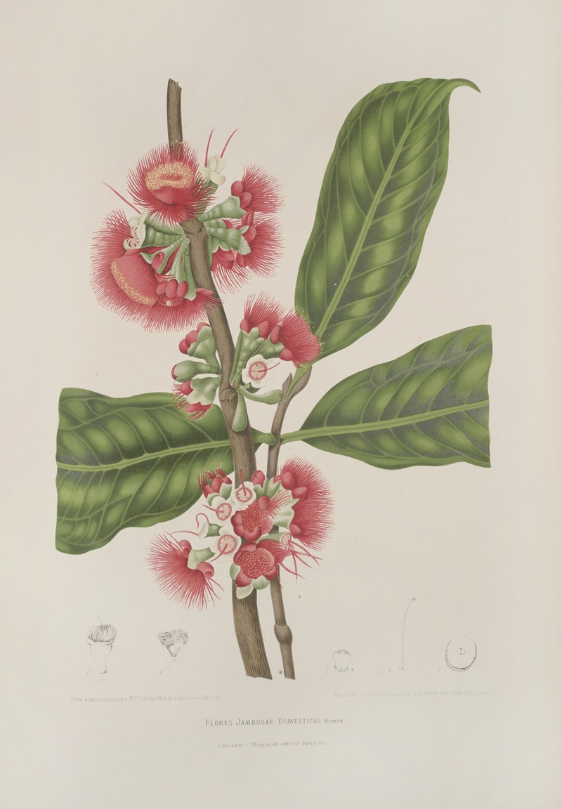 Fleurs, fruits et feuillages choisis de l'ille de Java Pl.29 by Berthe Hoola van Nooten, 1880 — digital art print download