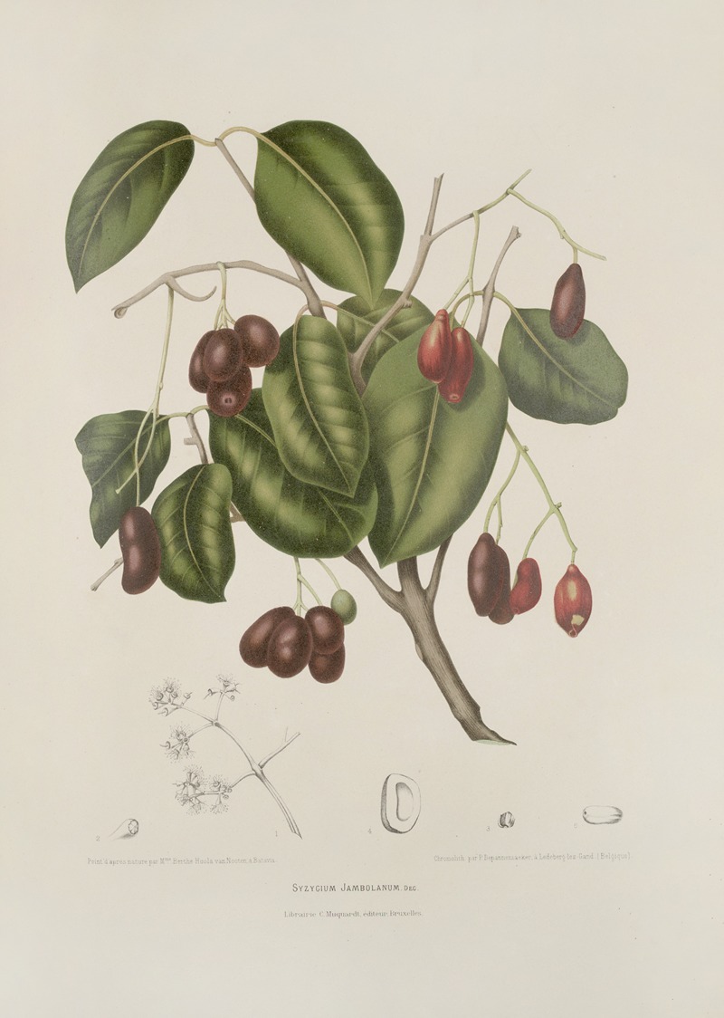 Fleurs, fruits et feuillages choisis de l'ille de Java Pl.32 by Berthe Hoola van Nooten, 1880 — digital art print download