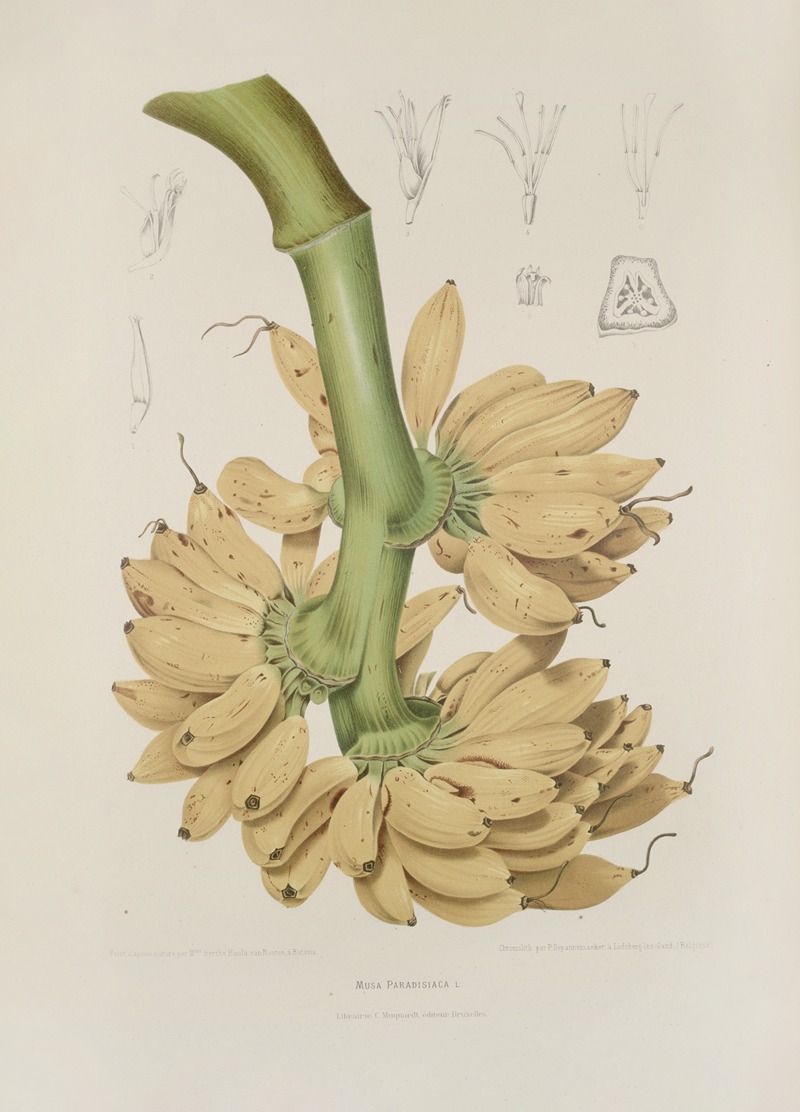 Fleurs, fruits et feuillages choisis de l'ille de Java Pl.34 by Berthe Hoola van Nooten, 1880 — digital art print download