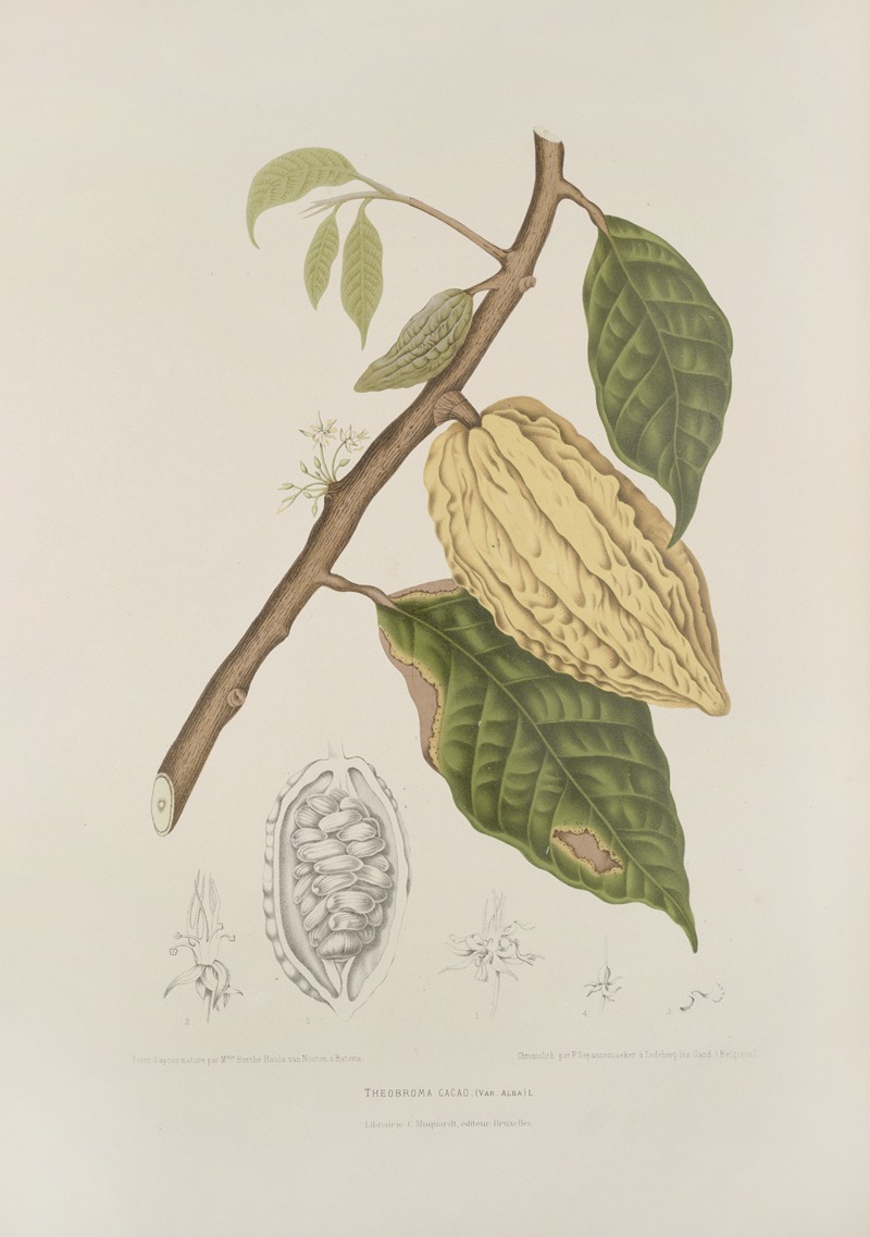 Fleurs, fruits et feuillages choisis de l'ille de Java Pl.35 by Berthe Hoola van Nooten, 1880 — digital art print download