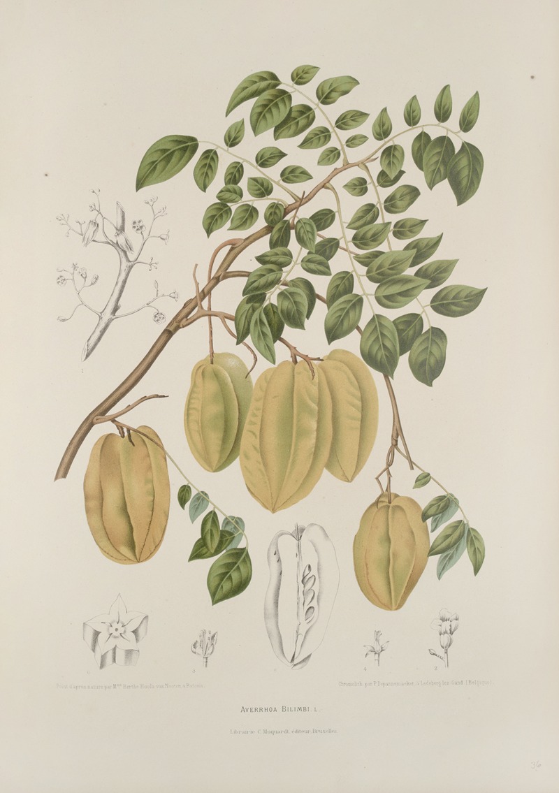 Fleurs, fruits et feuillages choisis de l'ille de Java Pl.36 by Berthe Hoola van Nooten, 1880 — digital art print download