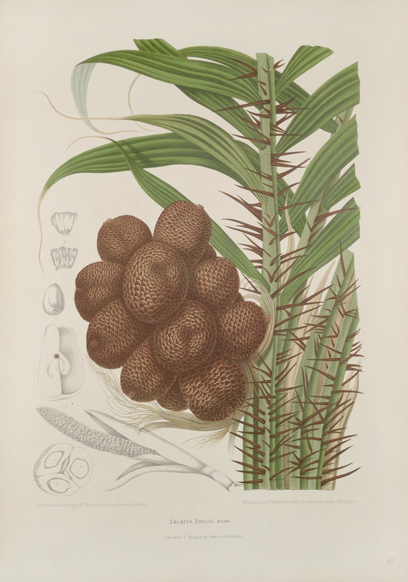 Fleurs, fruits et feuillages choisis de l'ille de Java Pl.38 by Berthe Hoola van Nooten, 1880 — digital art print download