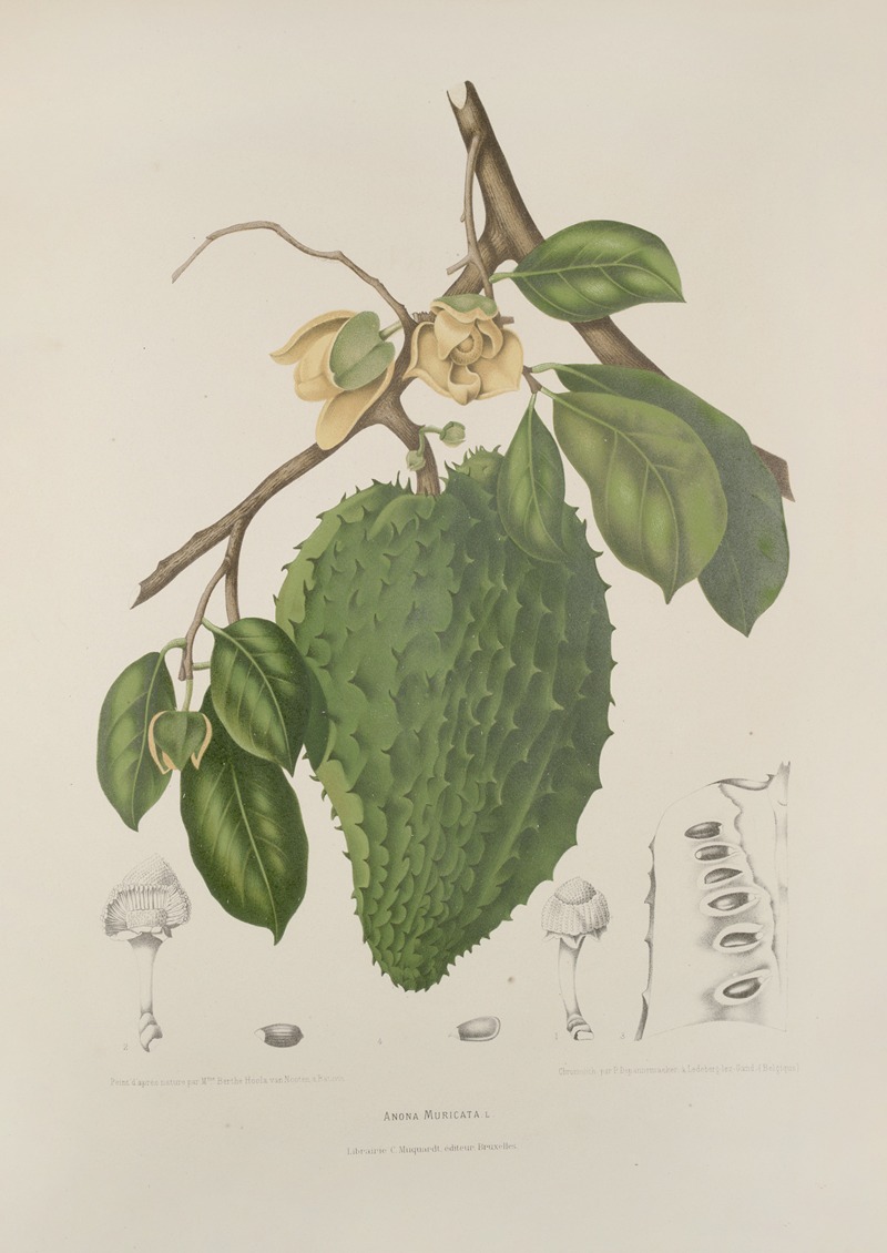 Fleurs, fruits et feuillages choisis de l'ille de Java Pl.39 by Berthe Hoola van Nooten, 1880 — digital art print download