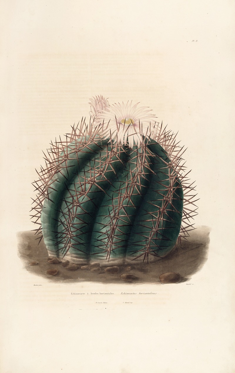 Iconographie descriptive des cactées Pl.01 by Charles Antoine Lemaire, 1841-1847 — digital art print download