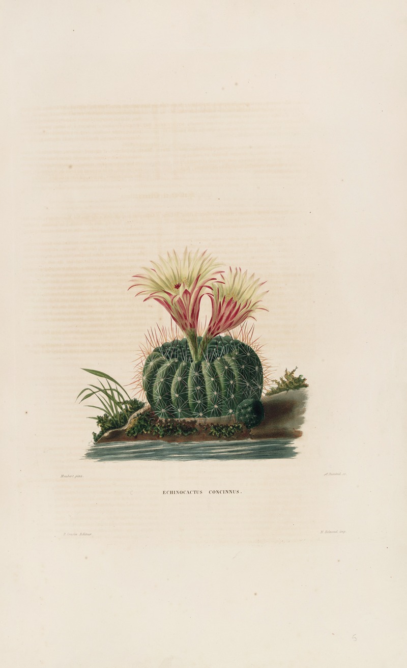 Iconographie descriptive des cactées Pl.05 by Charles Antoine Lemaire, 1841-1847 — digital art print download