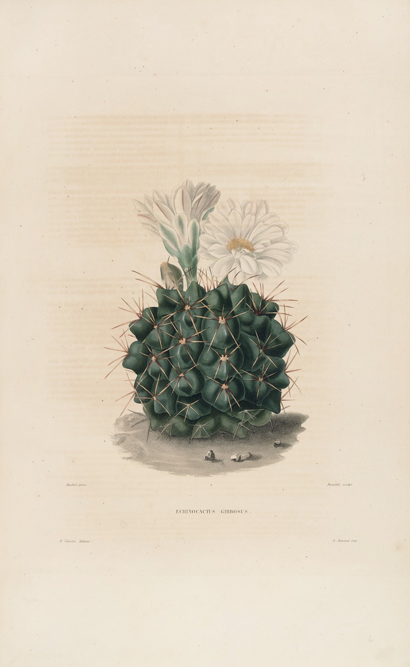 Iconographie descriptive des cactées Pl.06 by Charles Antoine Lemaire, 1841-1847 — digital art print download