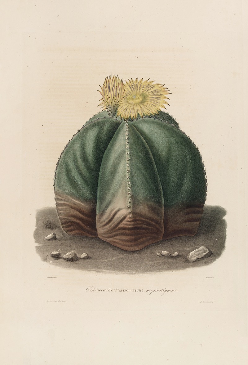Iconographie descriptive des cactées Pl.07 by Charles Antoine Lemaire, 1841-1847 — digital art print download