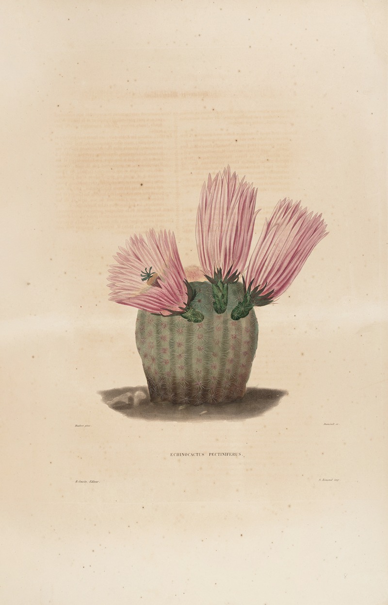 Iconographie descriptive des cactées Pl.08 by Charles Antoine Lemaire, 1841-1847 — digital art print download