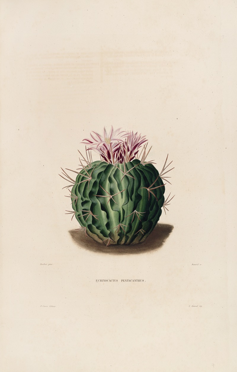 Iconographie descriptive des cactées Pl.09 by Charles Antoine Lemaire, 1841-1847 — digital art print download