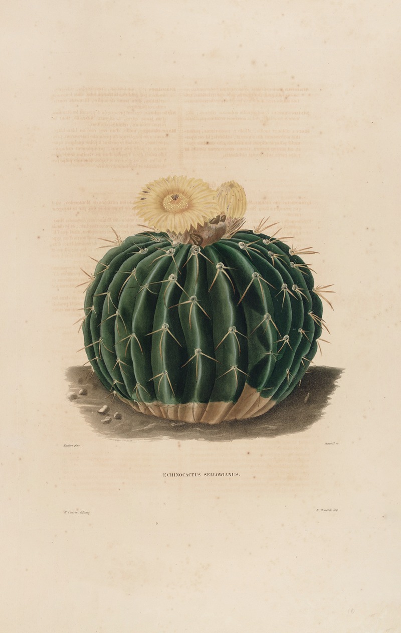 Iconographie descriptive des cactées Pl.10 by Charles Antoine Lemaire, 1841-1847 — digital art print download