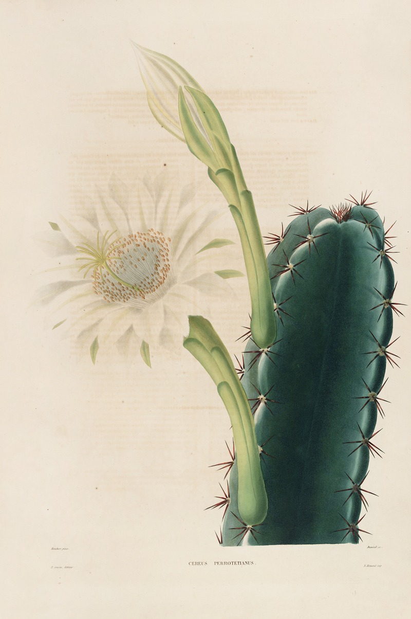 Iconographie descriptive des cactées Pl.11 by Charles Antoine Lemaire, 1841-1847 — digital art print download