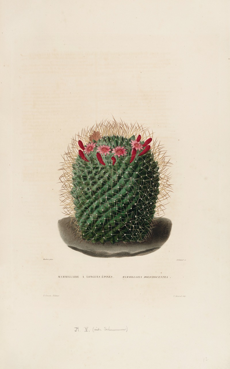 Iconographie descriptive des cactées Pl.12 by Charles Antoine Lemaire, 1841-1847 — digital art print download