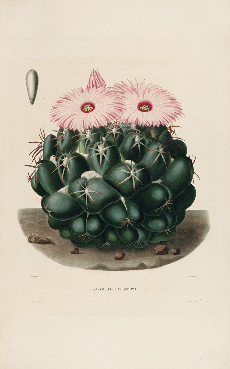 Iconographie descriptive des cactées Pl.14 by Charles Antoine Lemaire, 1841-1847 — digital art print download