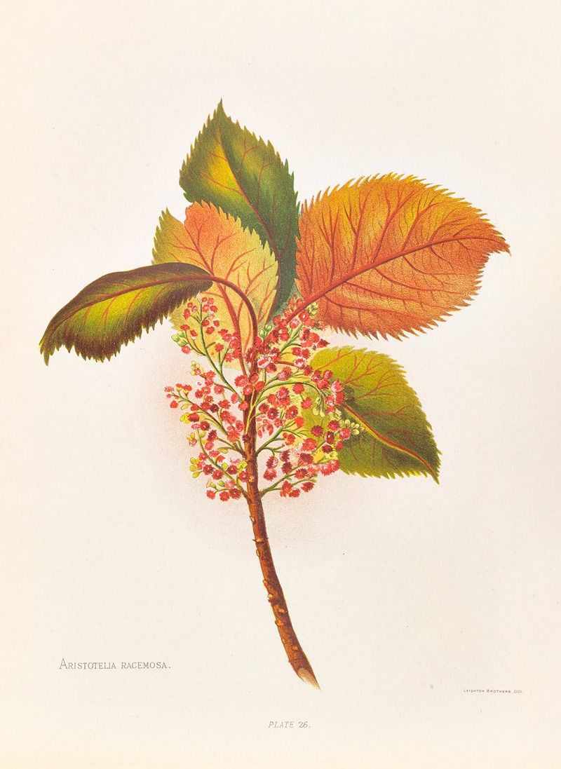 Aristotelia Racemosa by Georgina Burne Hetley, 1888 — digital art print download