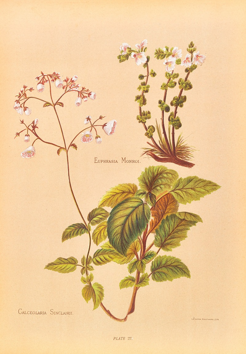Calceolaria Sinclairii by Georgina Burne Hetley, 1888 — digital art print download