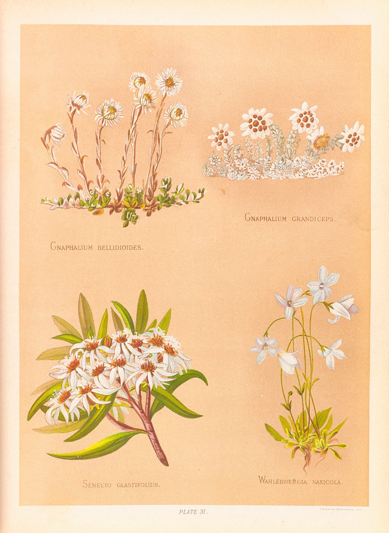 Gnaphalium Bellidioides, Gnaphalium Grandiceps — Georgina Burne Hetley