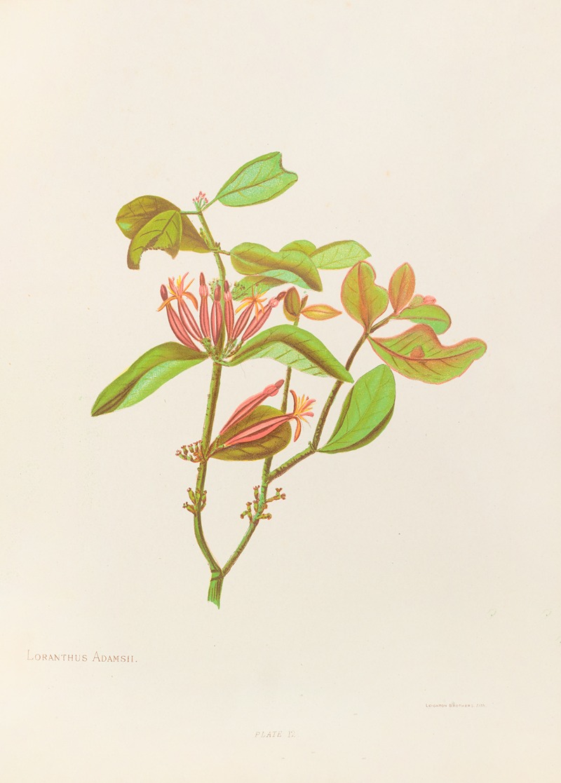 Loranthus Adamsii by Georgina Burne Hetley, 1888 — digital art print download