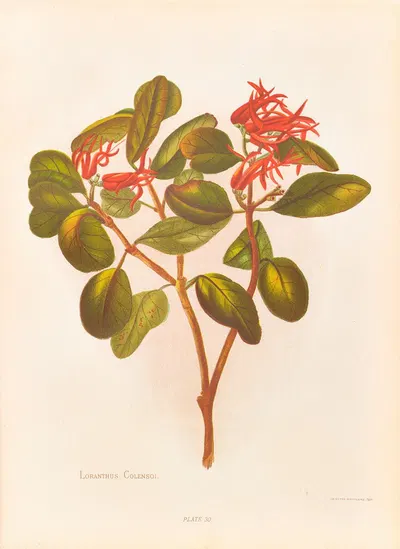 Loranthus Colensoi by Georgina Burne Hetley, 1888 — digital art print download