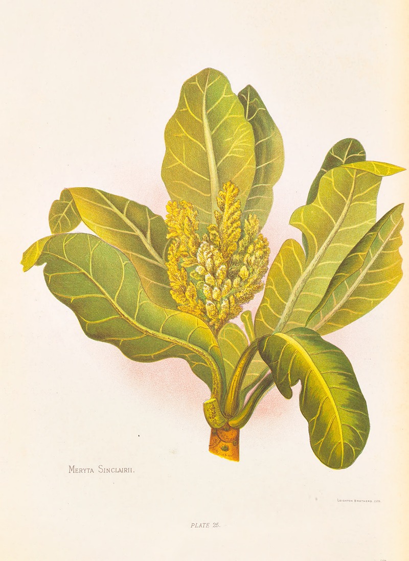 Meryta Sinclairii by Georgina Burne Hetley, 1888 — digital art print download
