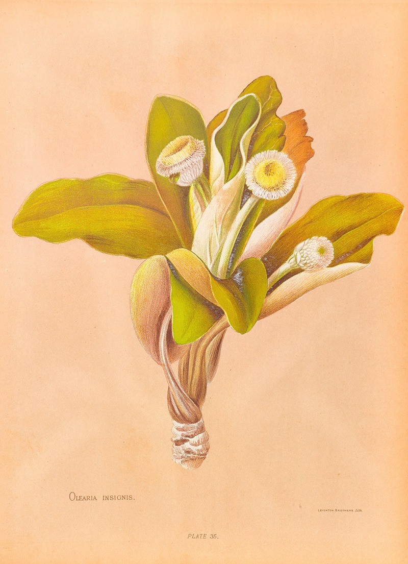 Oleria Insignis by Georgina Burne Hetley, 1888 — digital art print download