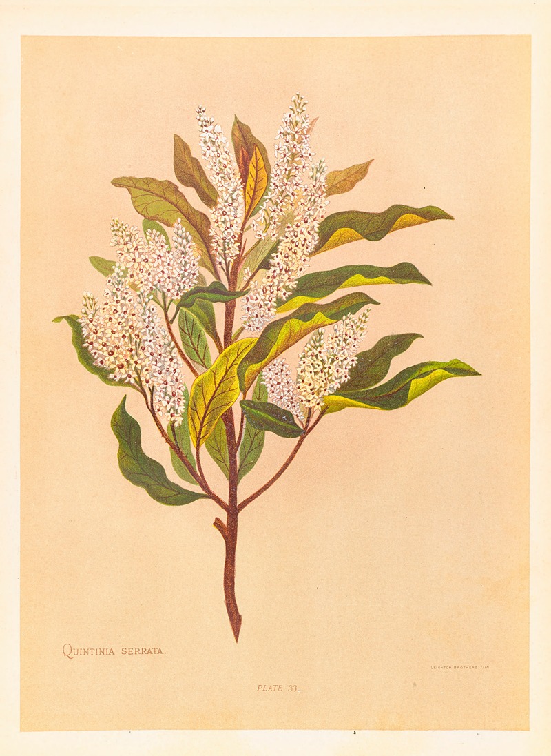 Quintinia Serrata by Georgina Burne Hetley, 1888 — digital art print download
