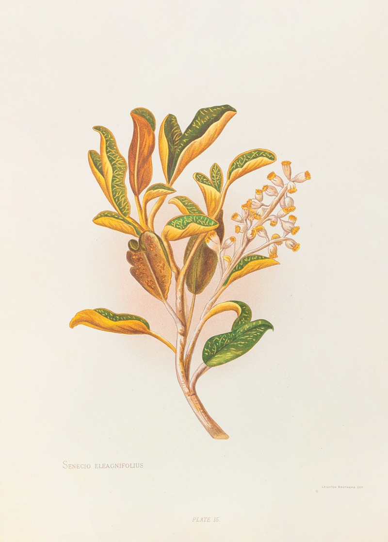 Selecio Eleagnifolius by Georgina Burne Hetley, 1888 — digital art print download