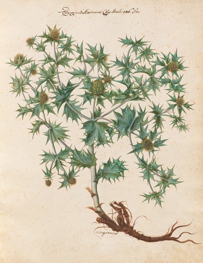 Piante varie Pl.01 by Giovanna Garzoni, 1650 — digital art print download